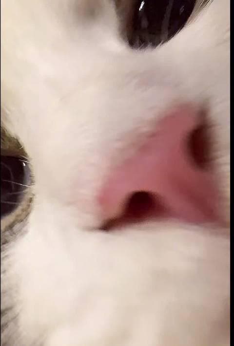 Pan Zhanle's Furry Companions Steal the Spotlight