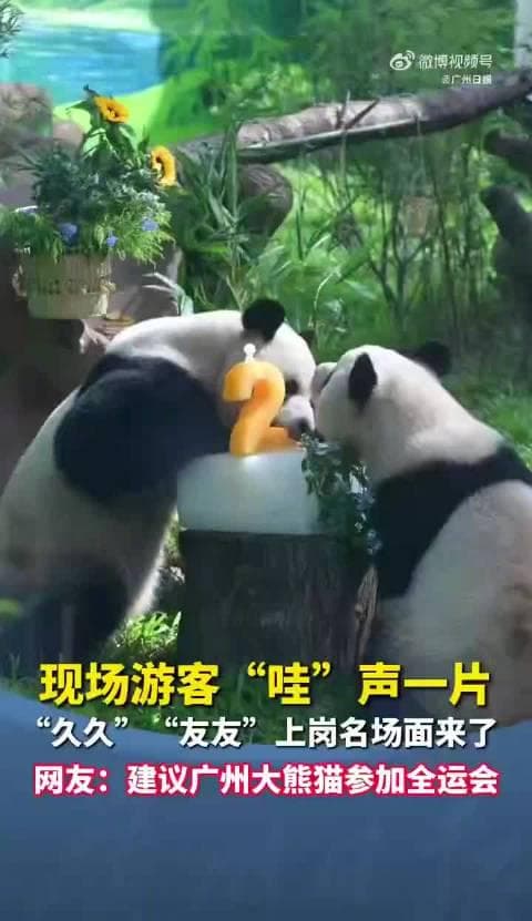 Panda F4 Cheers for National Games with Quadruple Cuteness